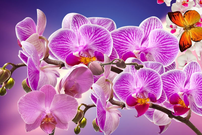 Incienso Afrodisíaco (Orquídea) - Imagen 2