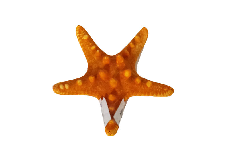 Estrella de mar naranja