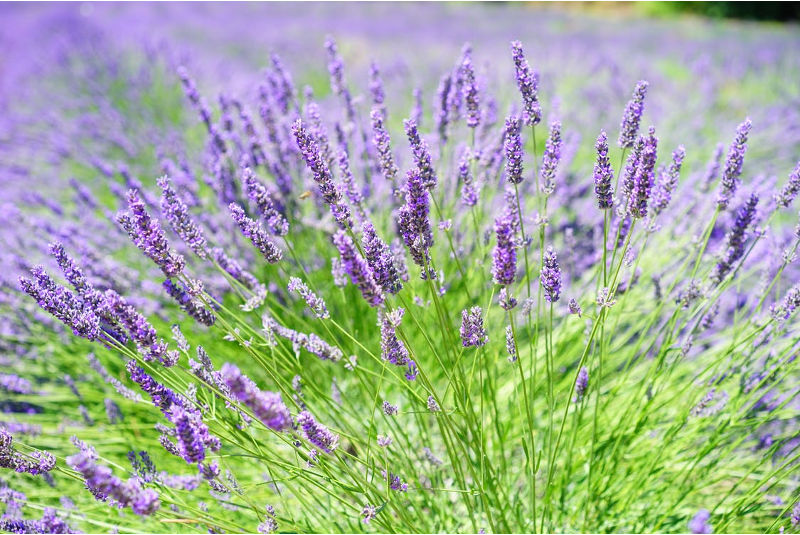 Incienso Natural Lavanda - Suerte - Imagen 2